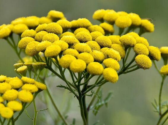 Tanaisie - un remède contre les parasites